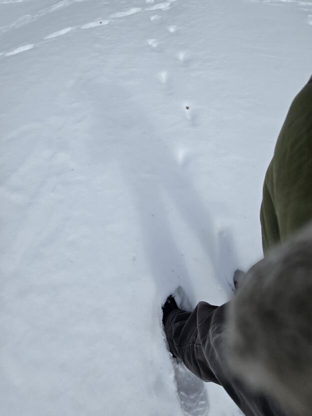 leg sticking in snow, facing shallow footprints faded by the wind