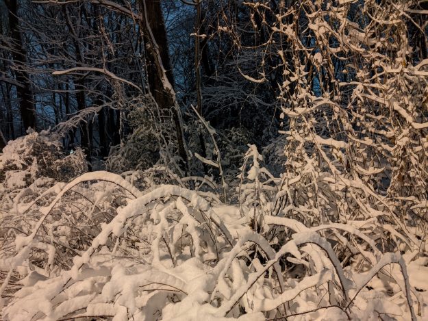 snow covered branches at night