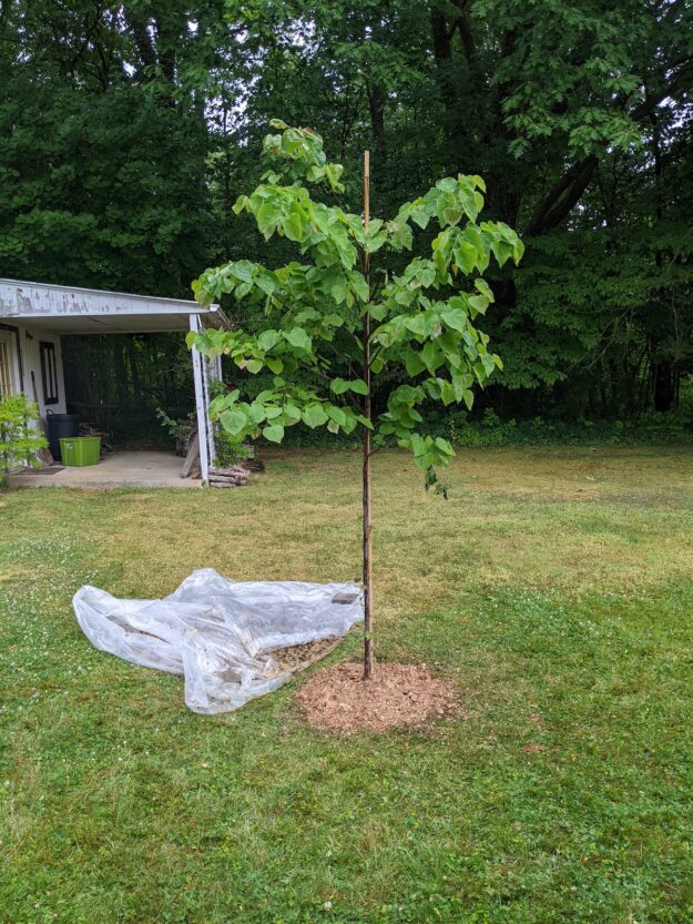small redbud tree installed in lawn