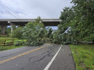 fallen tree across road with lines
