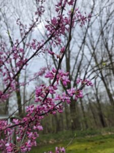 redbud tree, unmodified clean image